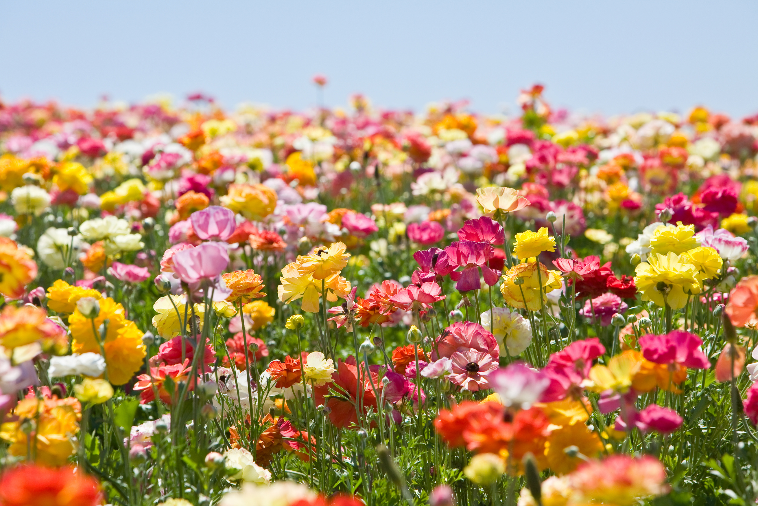 Flower Field